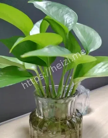 侯绿萝888现金惊喜